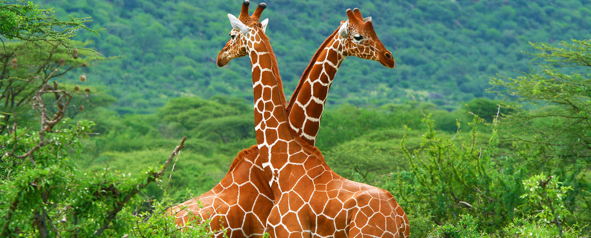 background-image